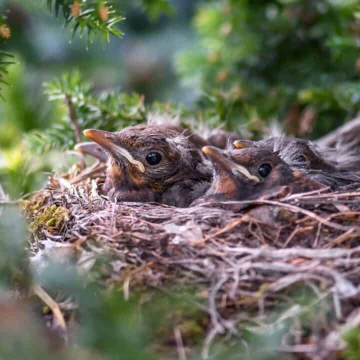 Two baby birds sit in a nest surrounded by green foliage, with their beaks partially open and feathers fluffed.