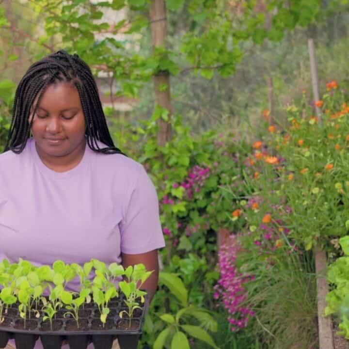 A woman in a purple shirt holds a tray of young vegetable seedlings in a lush, green garden with flowers and leafy plants.