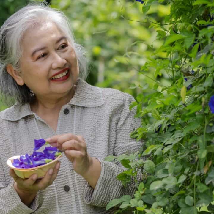 An older woman smiles while picking purple flowers from a vine and placing them into a small bowl in a garden.