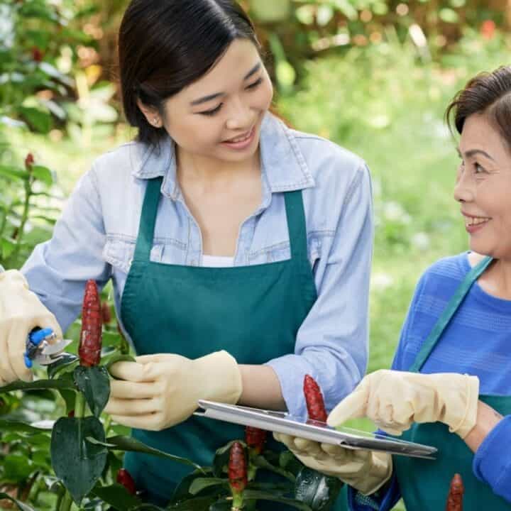 Two women wearing aprons and gloves are working together in a garden, one trimming plants with shears while the other holds a clipboard.