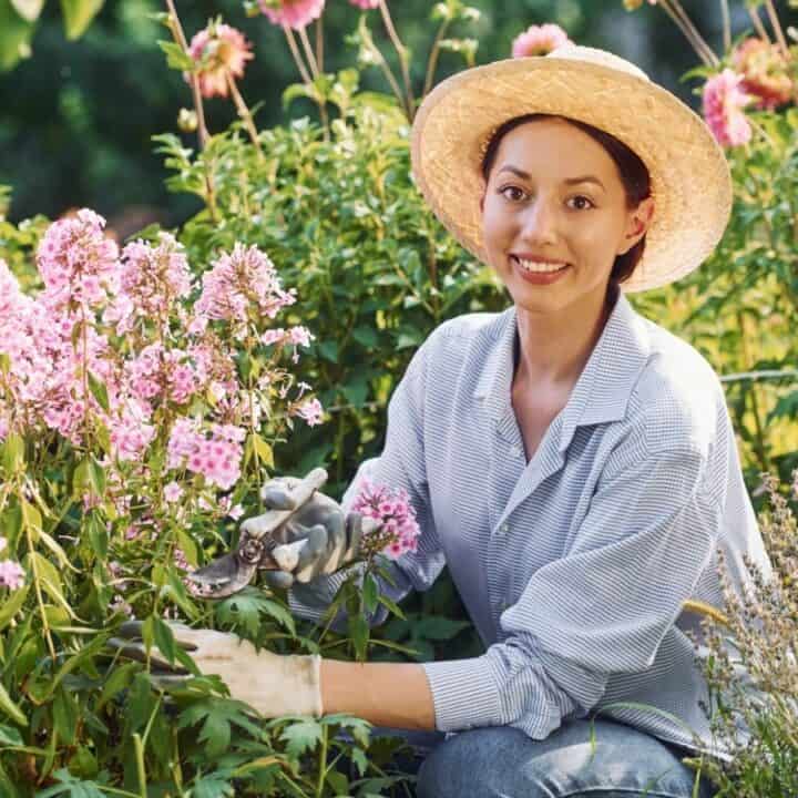 Woman wearing a straw hat and gloves trims pink flowers with garden shears in a lush garden on a sunny day.