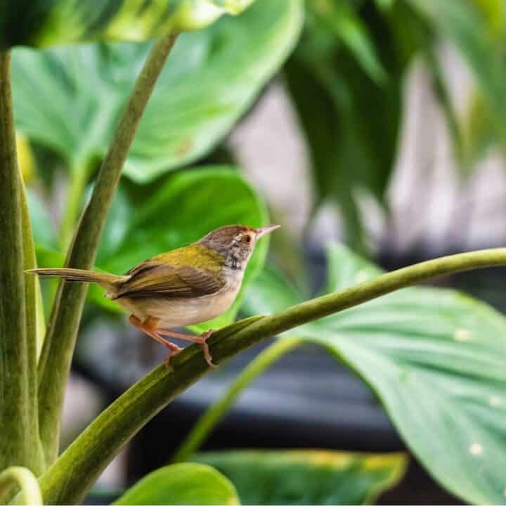 A small brown and green bird perched on a thick stem amid large green leaves in a lush, leafy environment.