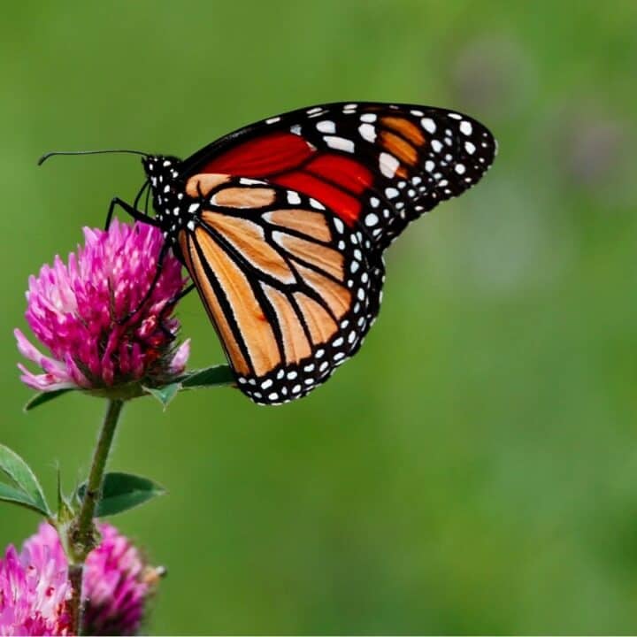 A monarch butterfly with orange and black wings rests on a pink clover flower against a blurred green background.