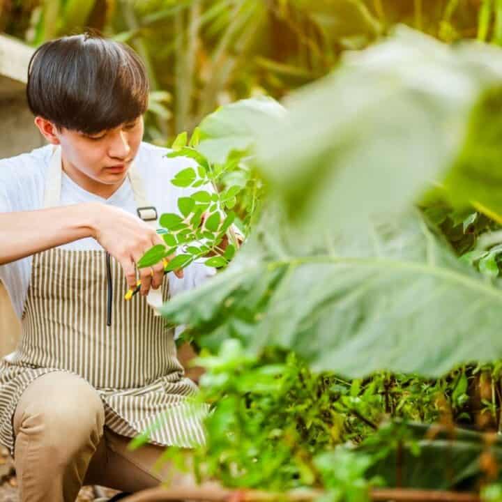 A person wearing an apron tends to plants in a garden, using scissors to trim leaves among large green foliage.