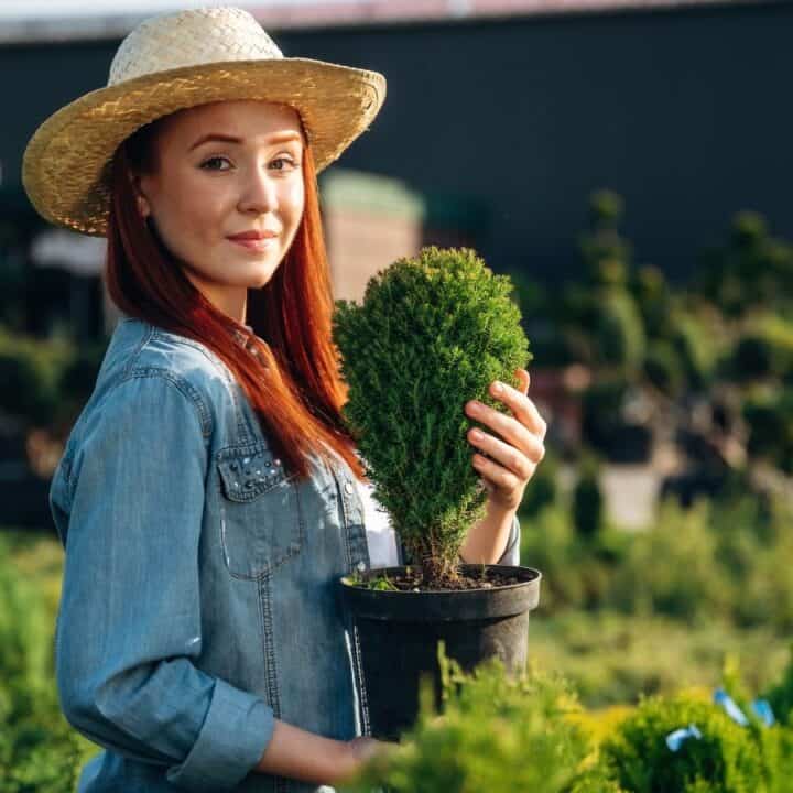 A woman wearing a straw hat and denim shirt holds a potted evergreen plant while standing in an outdoor garden center.