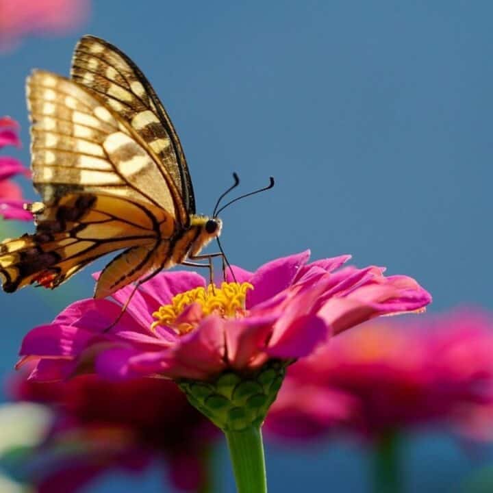 A yellow and black butterfly is perched on a vibrant pink flower, collecting nectar, with more pink flowers and a blurred blue background.