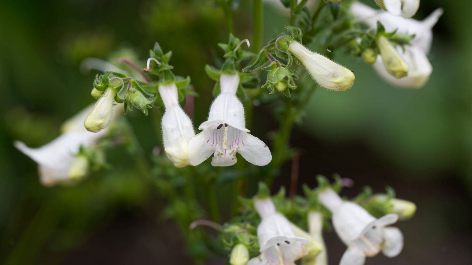 Close-up of several white Penstemon digitalis flowers with green stems and blurred background.