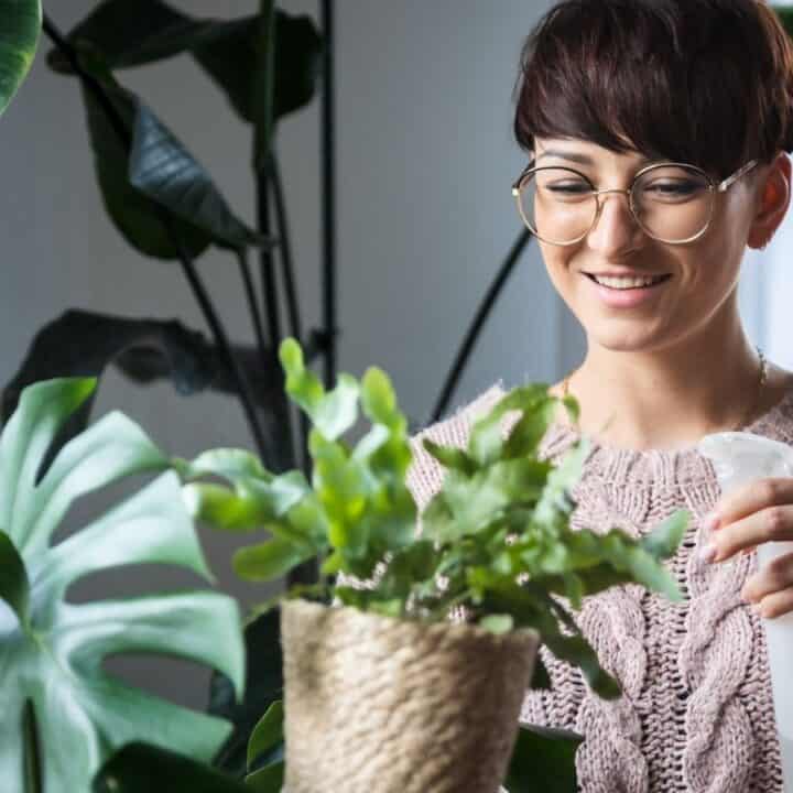 A person wearing glasses and a pink sweater smiles while spraying water on a potted plant indoors, surrounded by other houseplants.