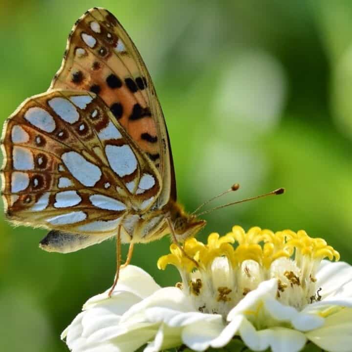 A butterfly with orange, black, and pale blue patterns on its wings is perched on a white and yellow flower, feeding on nectar.