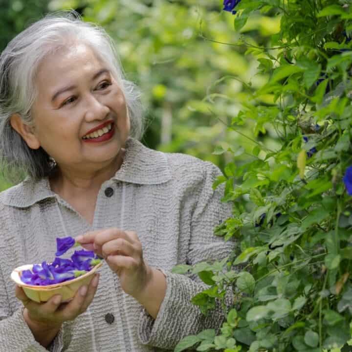 An older woman smiles while picking blue flowers from a vine, holding a bowl filled with the flowers, in a garden setting.