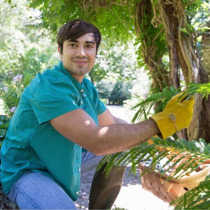 A man wearing gloves kneels in a garden, tending to a fern plant with a wicker basket beside him.