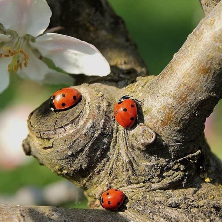 Three ladybugs are crawling on the branch of a tree near a white flower blossom in natural daylight.