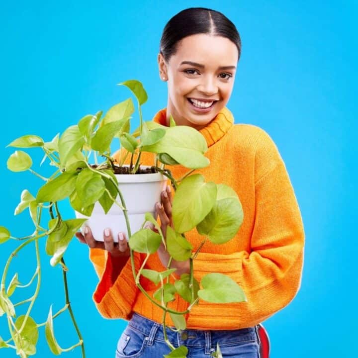 A person in an orange sweater holds a potted trailing green plant against a solid blue background.