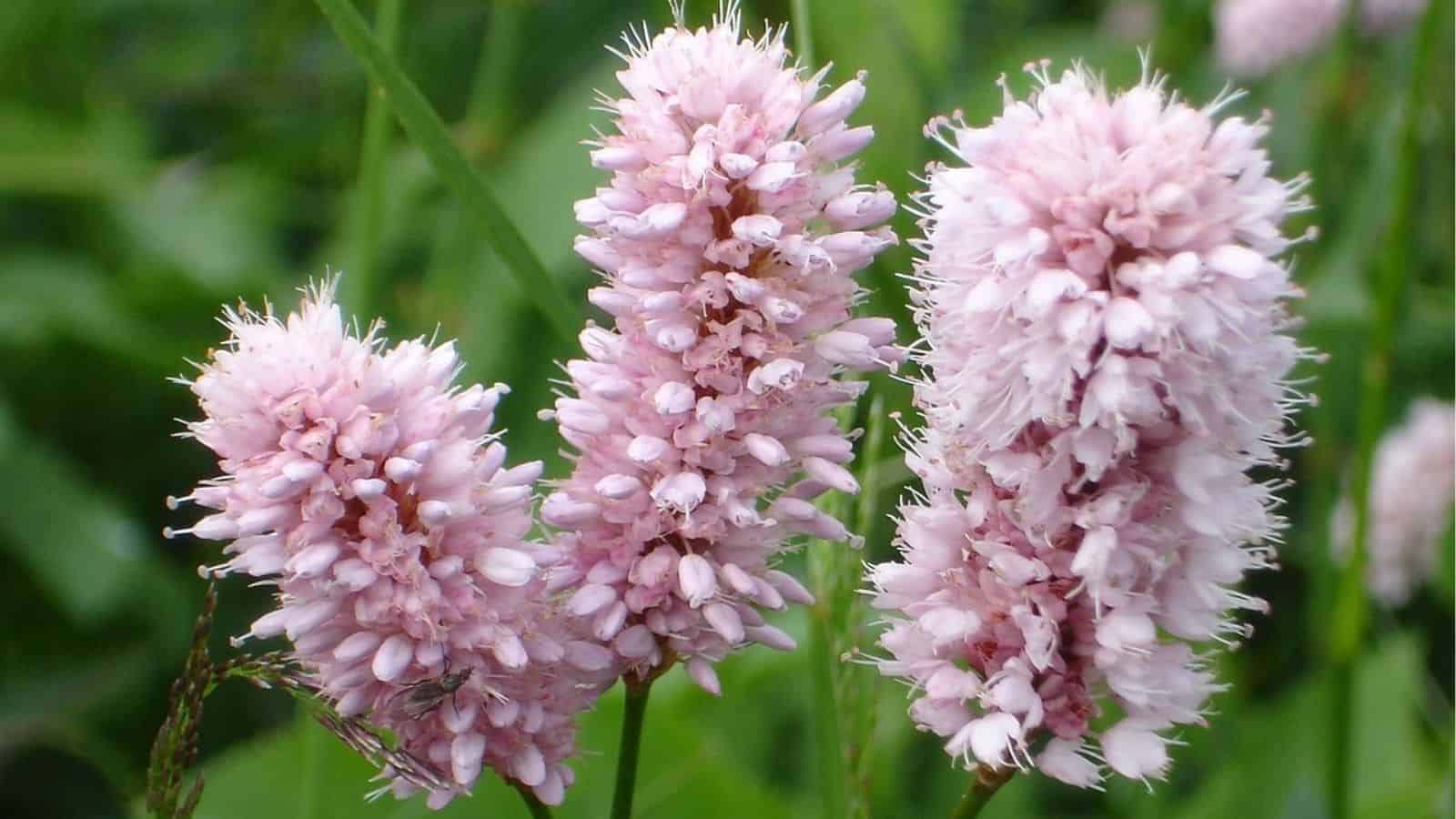 Three pink, cylindrical flower spikes of Bistorta officinalis growing among green grass and foliage.