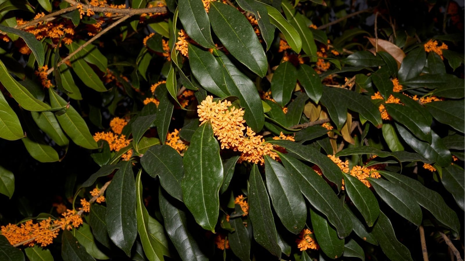 Clusters of small orange flowers grow among glossy dark green leaves on a dense shrub or tree.