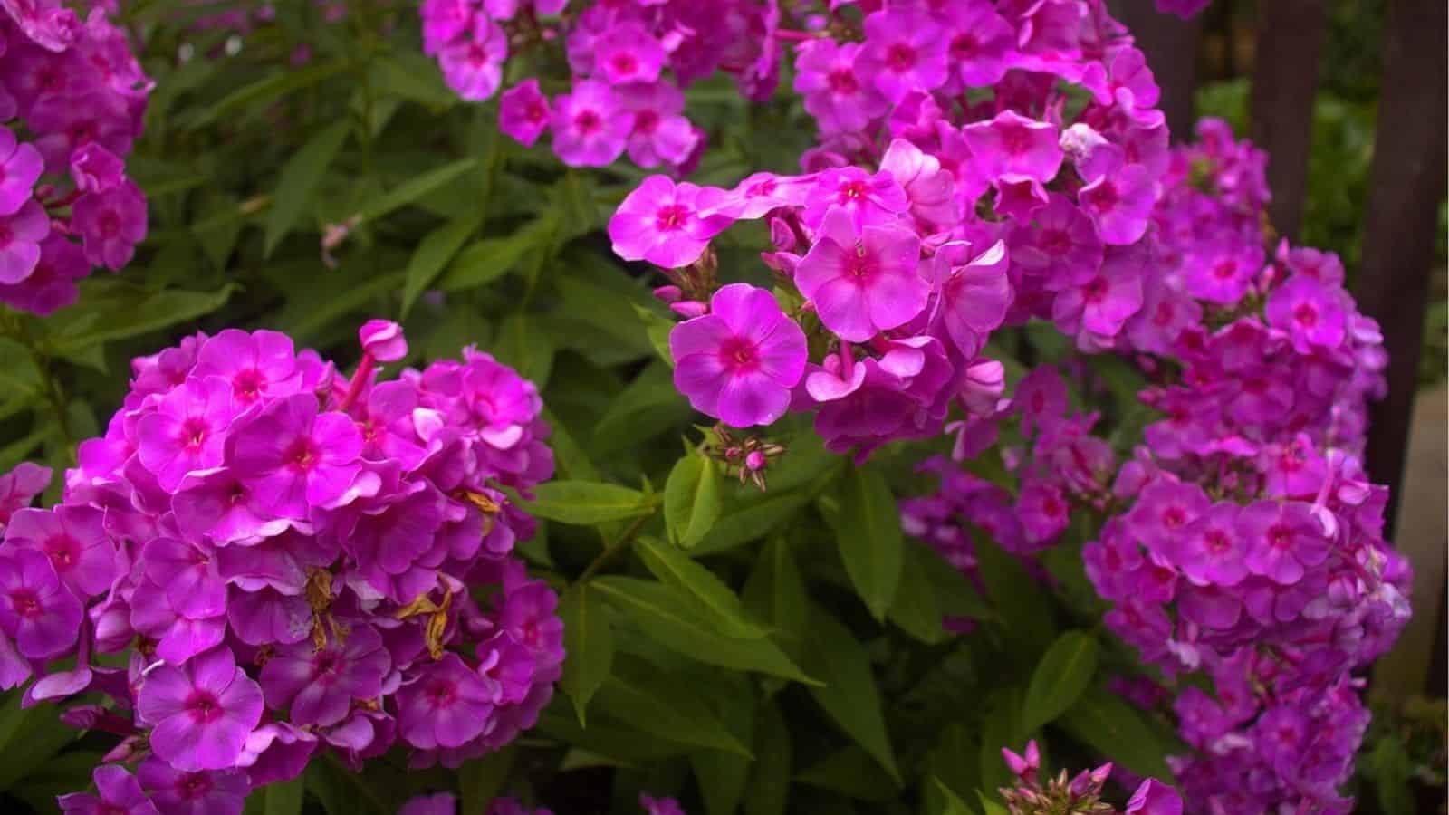 Clusters of vibrant pink phlox flowers in full bloom with green leaves in the background.
