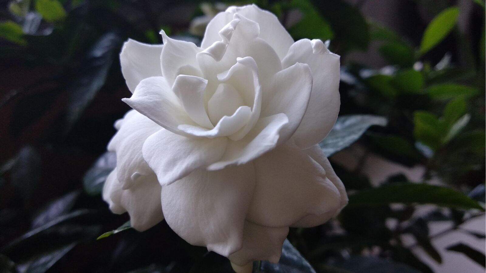 Close-up of a white rose in bloom with green leaves in the blurred background.