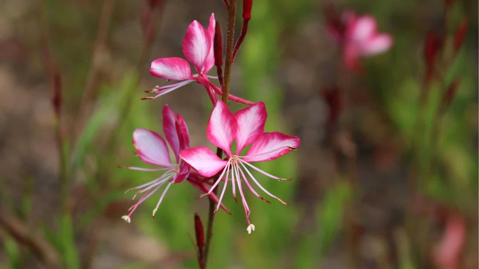 Close-up of pink and white Gaura flowers with long stamens and slender red stems, set against a blurred green and brown background.