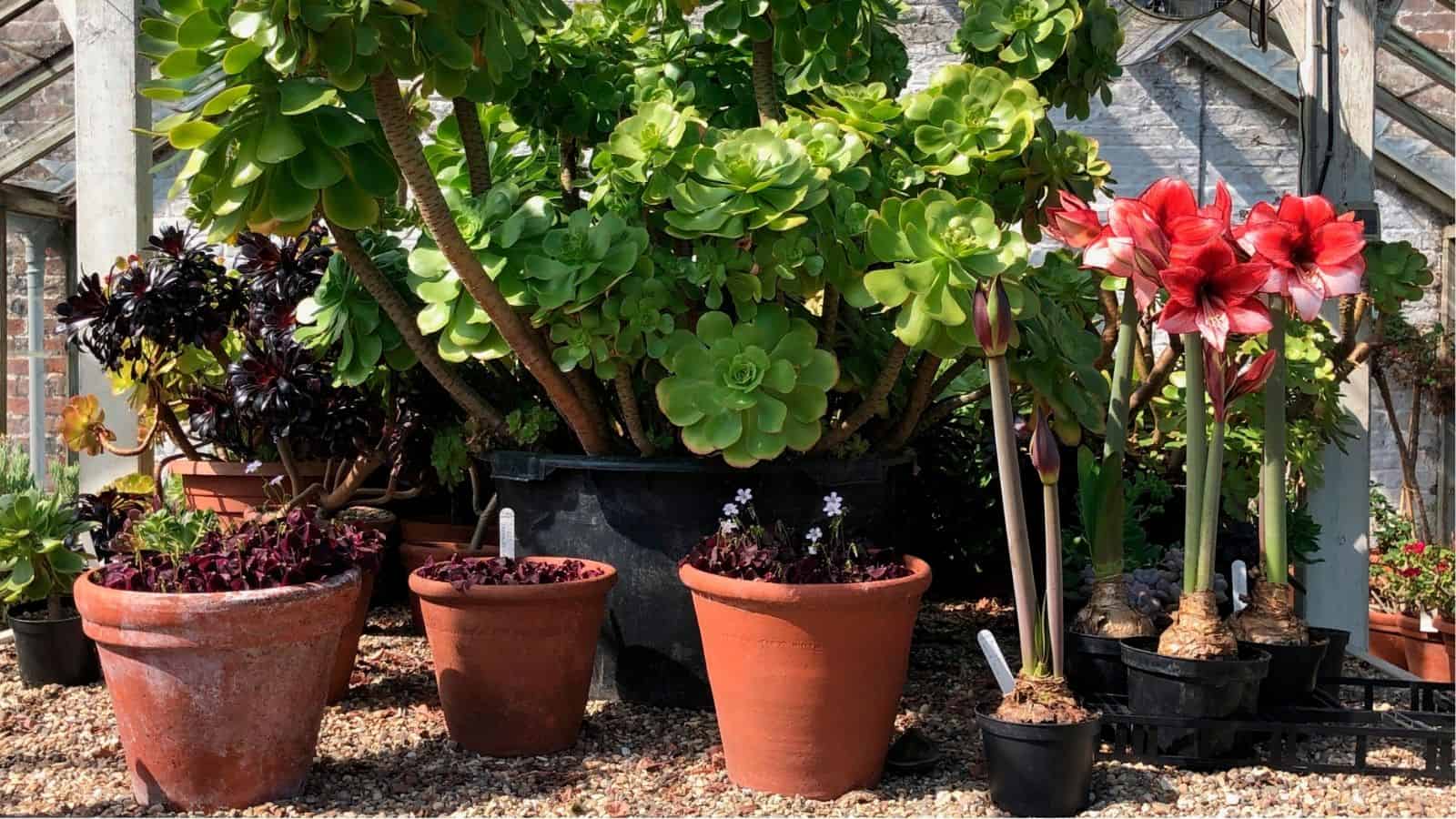 Several potted plants, including succulents and blooming amaryllis, arranged on gravel in a greenhouse with sunlight filtering through the glass walls.