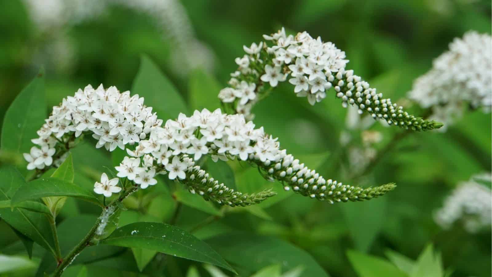 Close-up of white Gooseneck Loosestrife flowers blooming on curved green stems with green foliage in the background.
