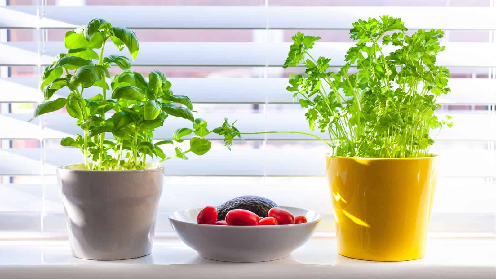 Two potted herbs and a bowl with an avocado and grape tomatoes are placed on a windowsill in front of white blinds.
