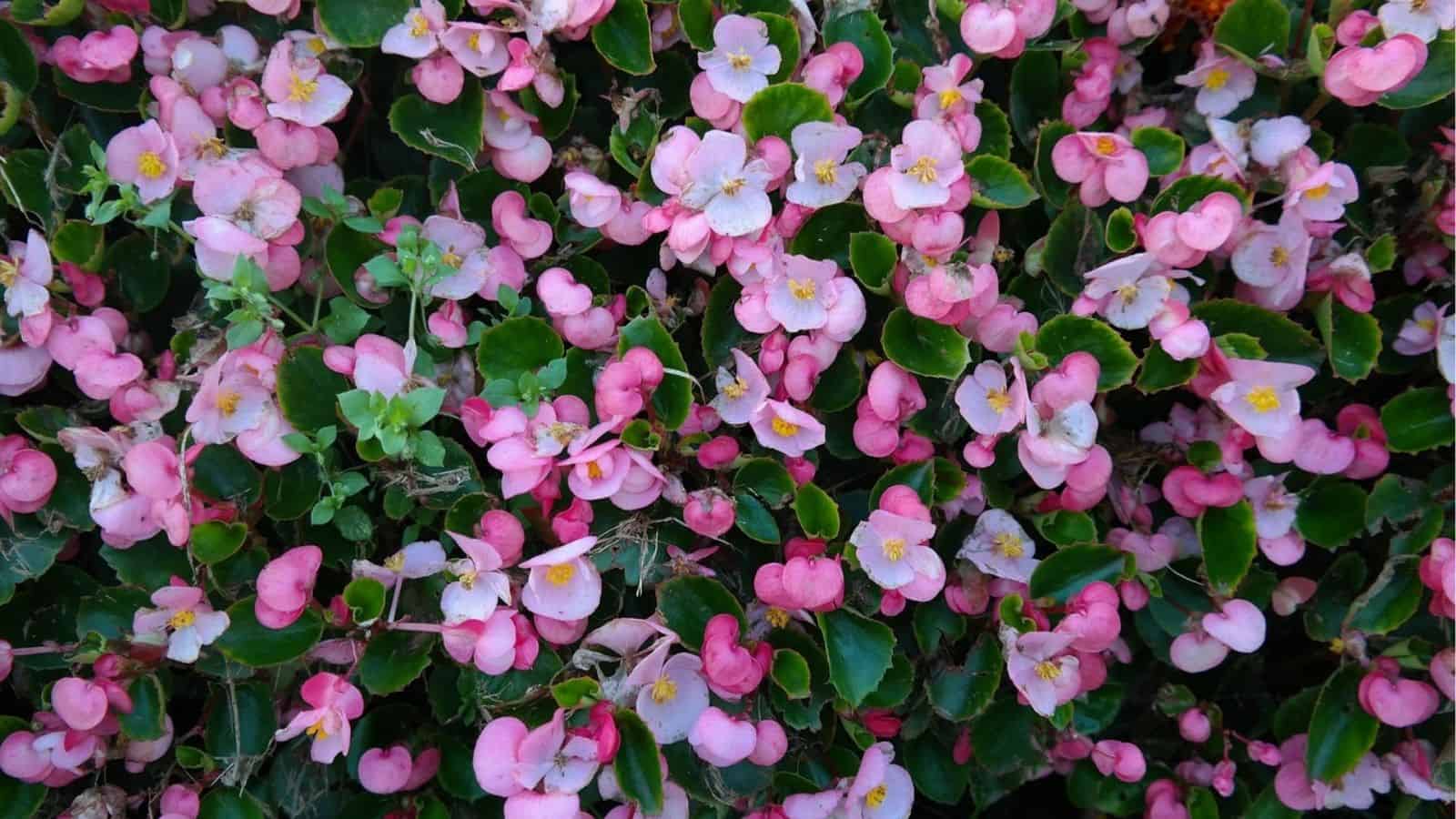A dense cluster of pink and white begonia flowers with yellow centers surrounded by dark green leaves.
