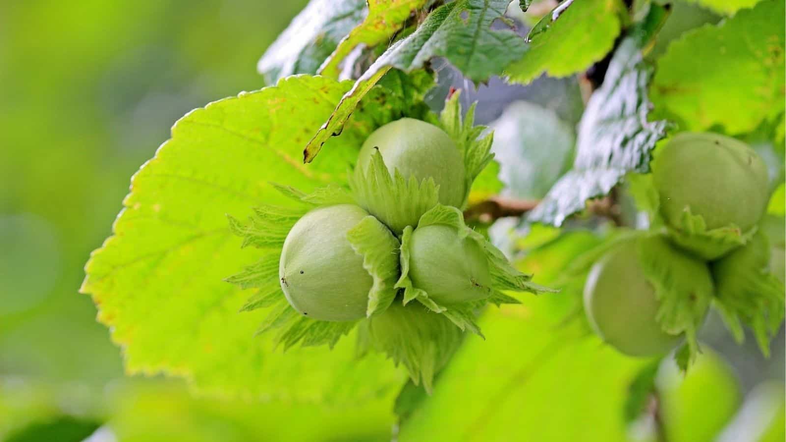 Close-up of green hazelnuts growing on a branch, surrounded by large green leaves.