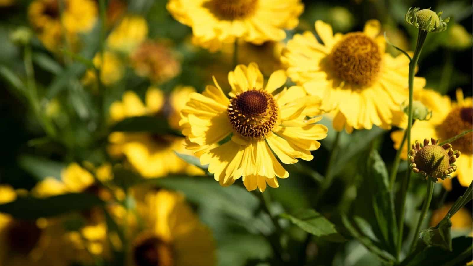 A close-up of several bright yellow flowers with dark brown centers, surrounded by green leaves and stems, in sunlight.