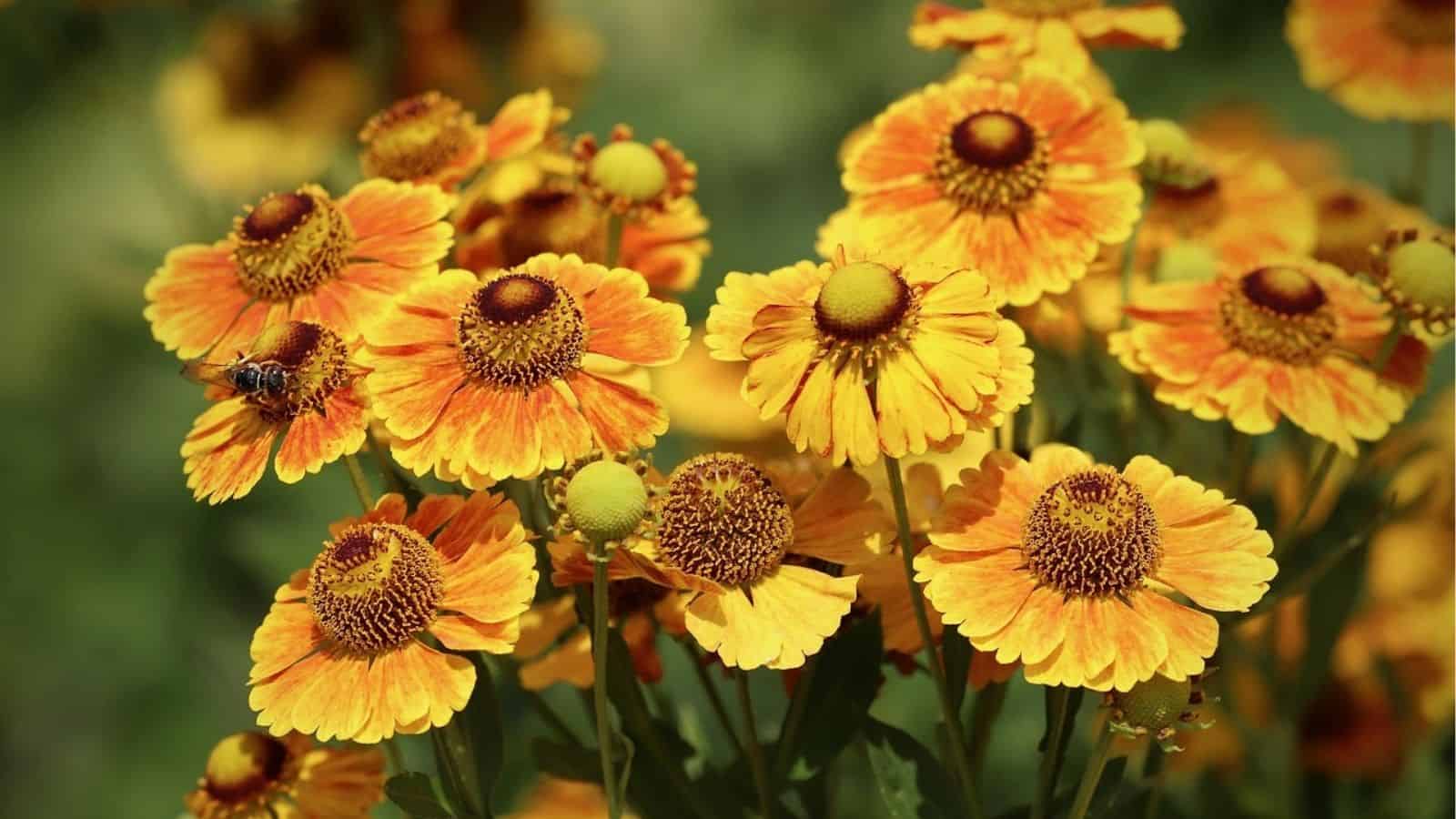 Cluster of vibrant yellow and orange daisy-like flowers in bloom with green foliage in the background and a bee on one of the petals.