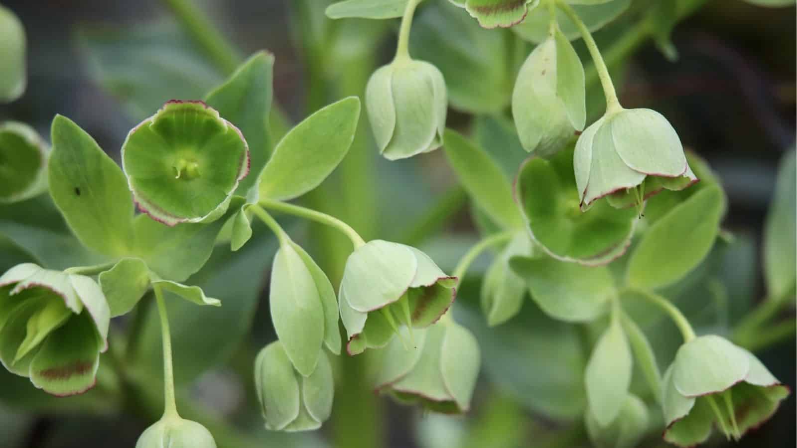 Green, bell-shaped flowers with rounded petals and pinkish edges hang from leafy stems against a blurred background.