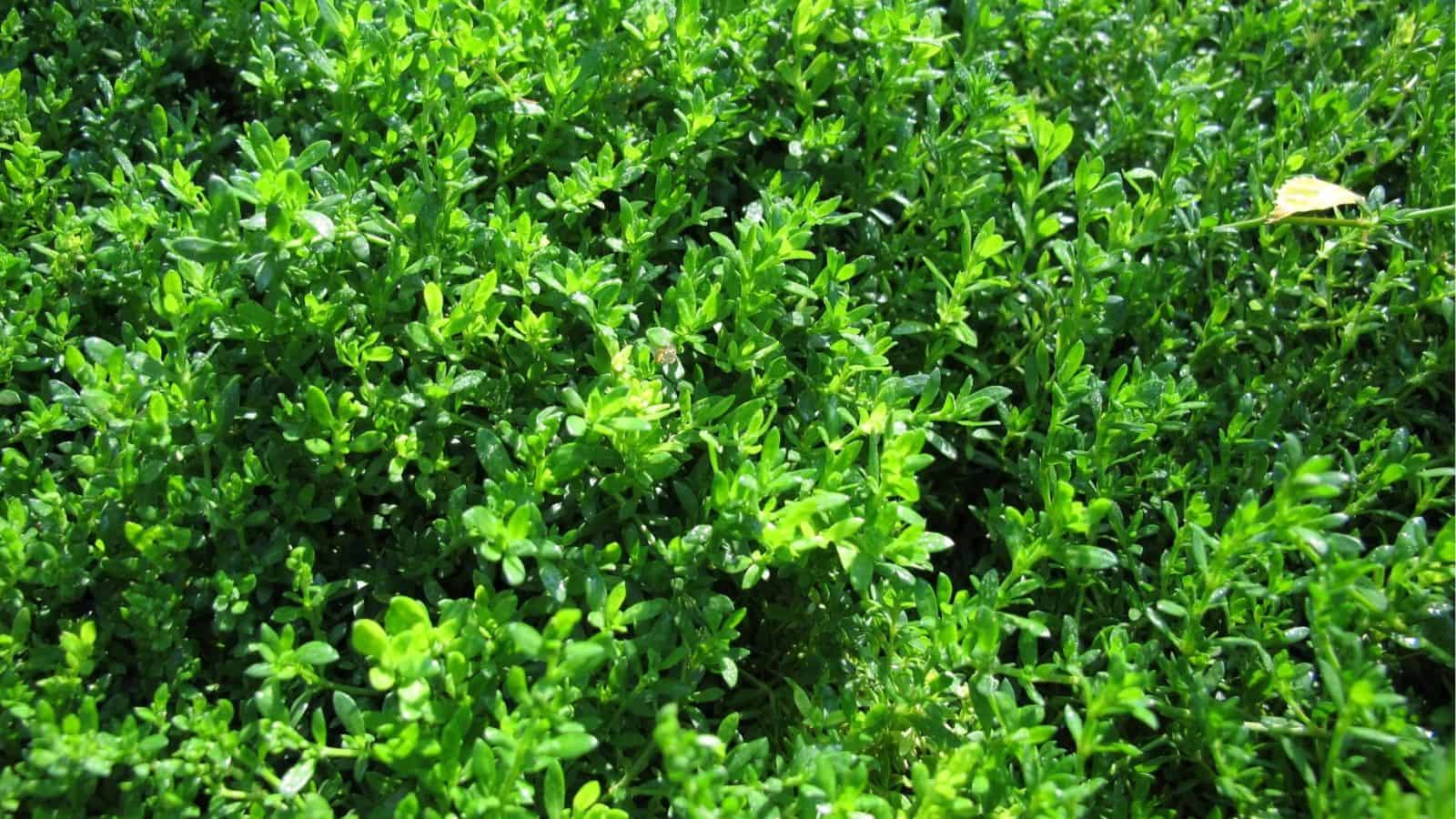 Close-up view of dense, green thyme plants with small leaves in bright natural sunlight.