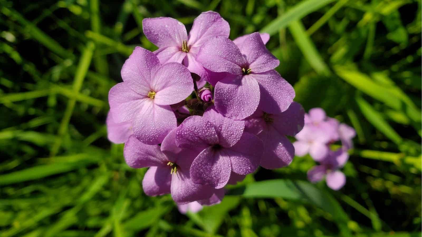 Close-up of a cluster of light purple flowers with dewdrops on the petals, set against a blurred green background of grass and foliage.