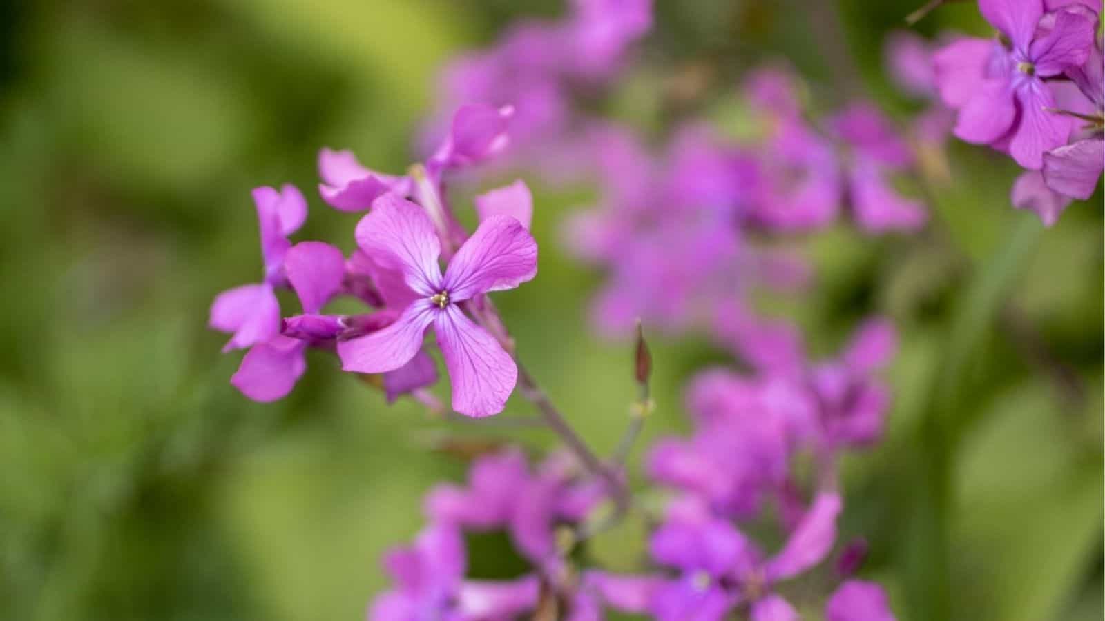 Close-up of several purple flowers with green foliage blurred in the background.