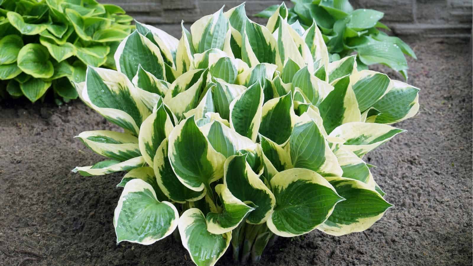 A variegated hosta plant with green leaves edged in creamy white, growing in soil with other leafy plants in the background.