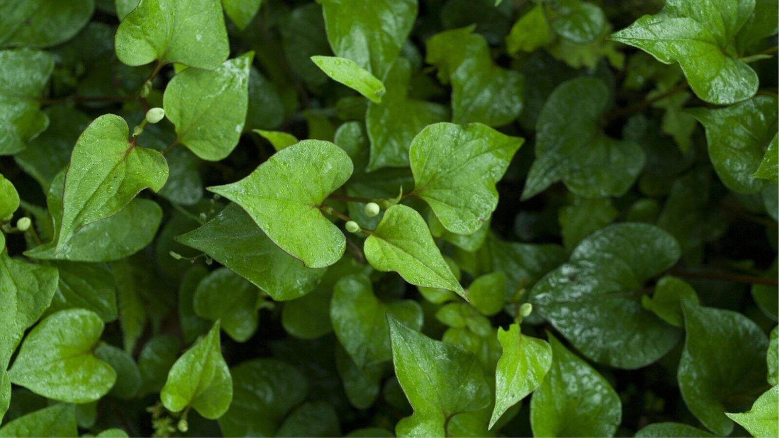 Close-up of dense green leaves with a few small, round buds, displaying a shiny, wet surface.