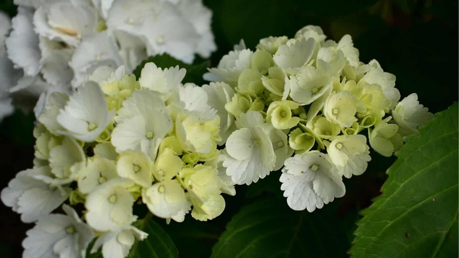 Close-up of pale yellow and white hydrangea flowers surrounded by green leaves.