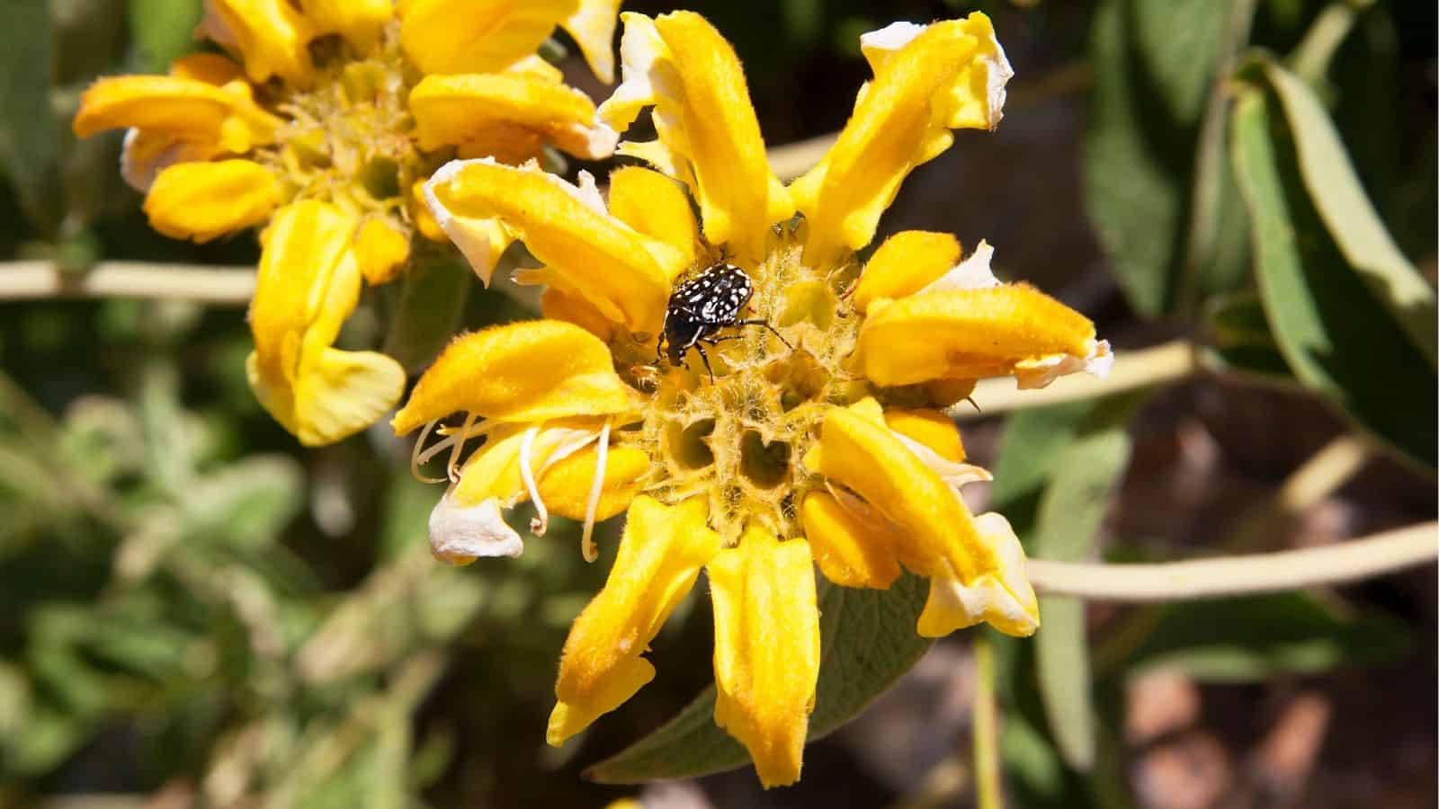 A black-and-white spotted beetle sits on the center of a yellow flower with elongated petals, surrounded by green foliage.