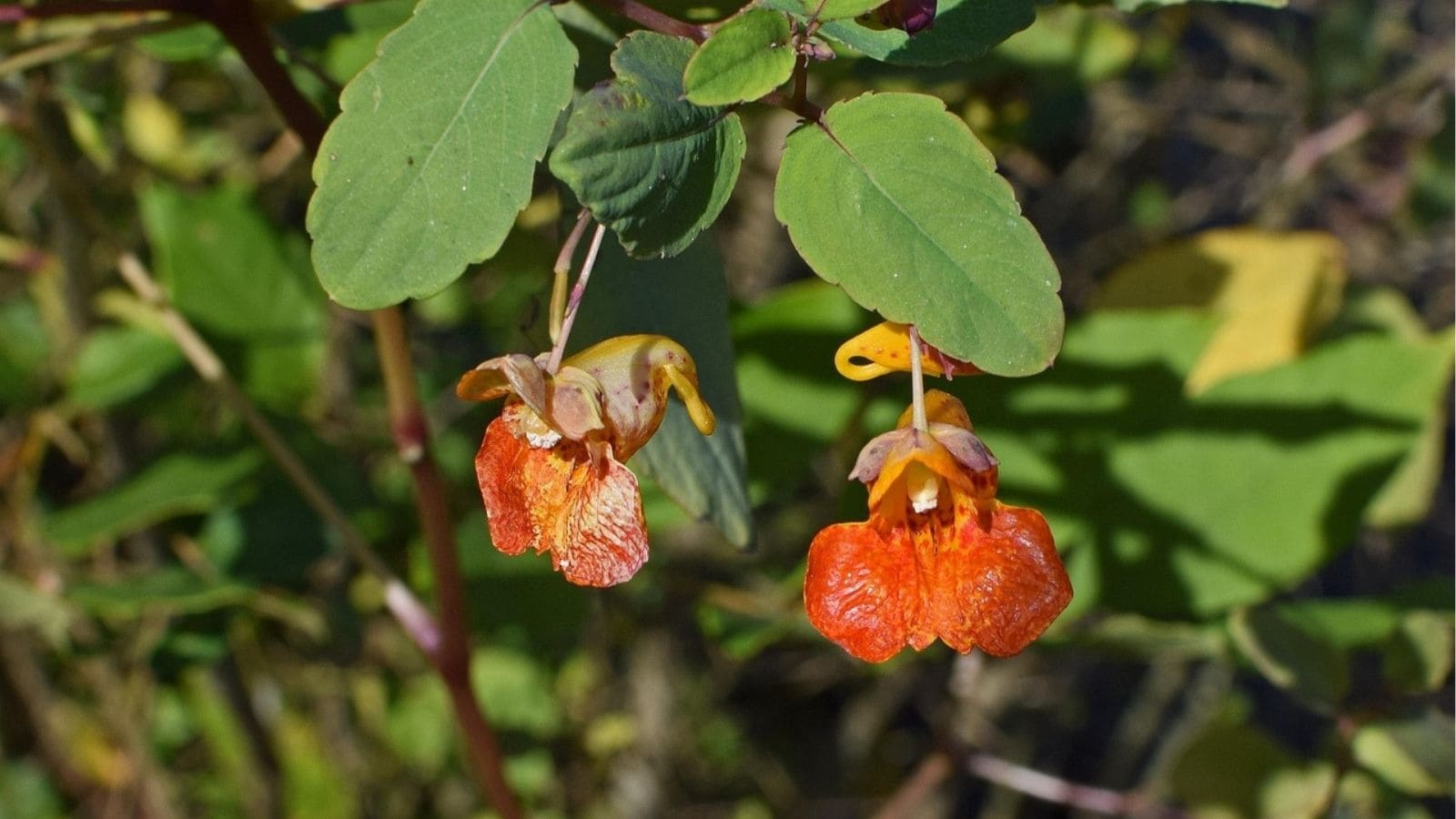 Two orange and yellow wildflowers with textured petals hang from green leafy stems in natural sunlight.