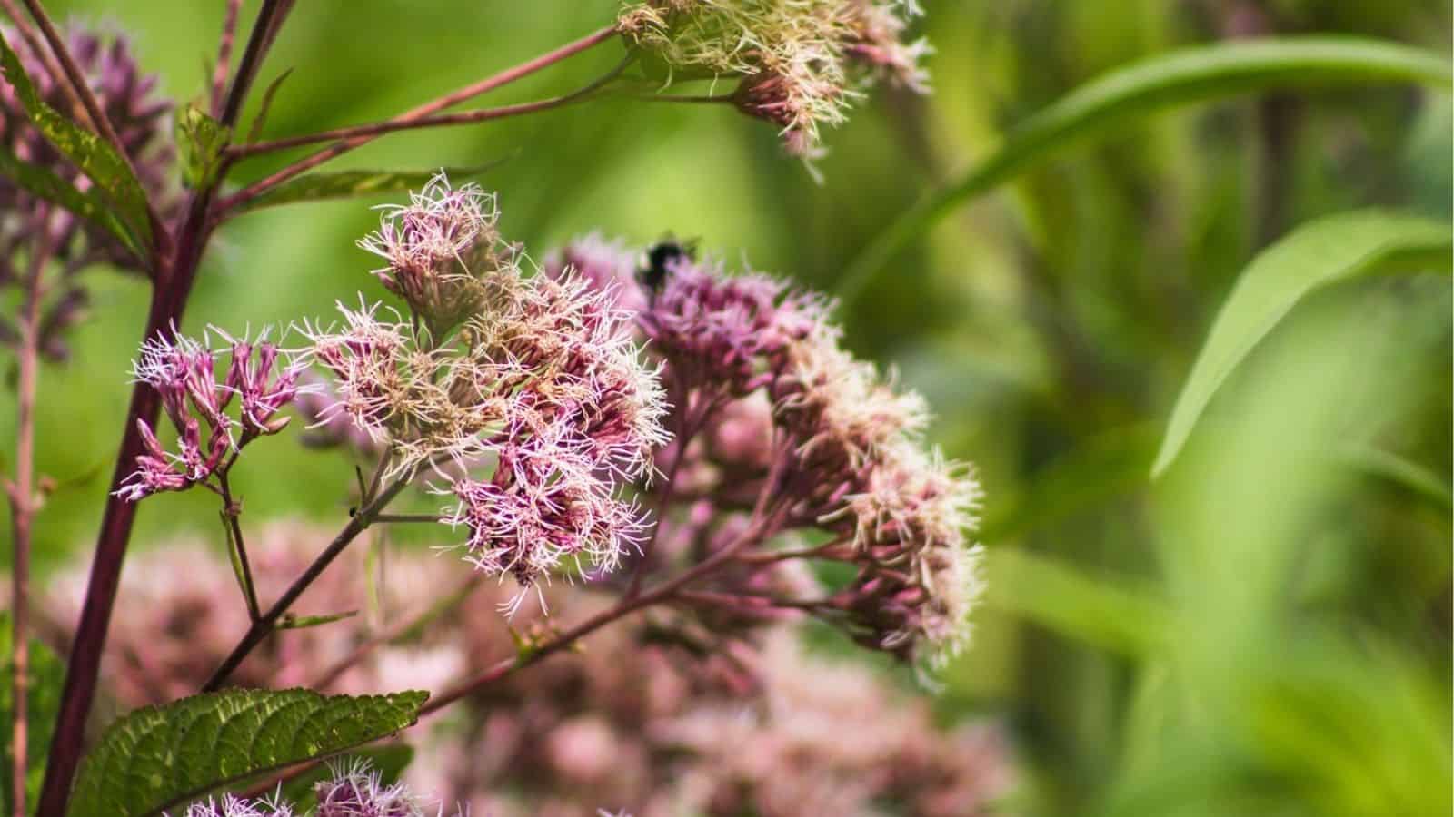 Close-up of clusters of pinkish-purple wildflowers with thin petals against a blurred green background.