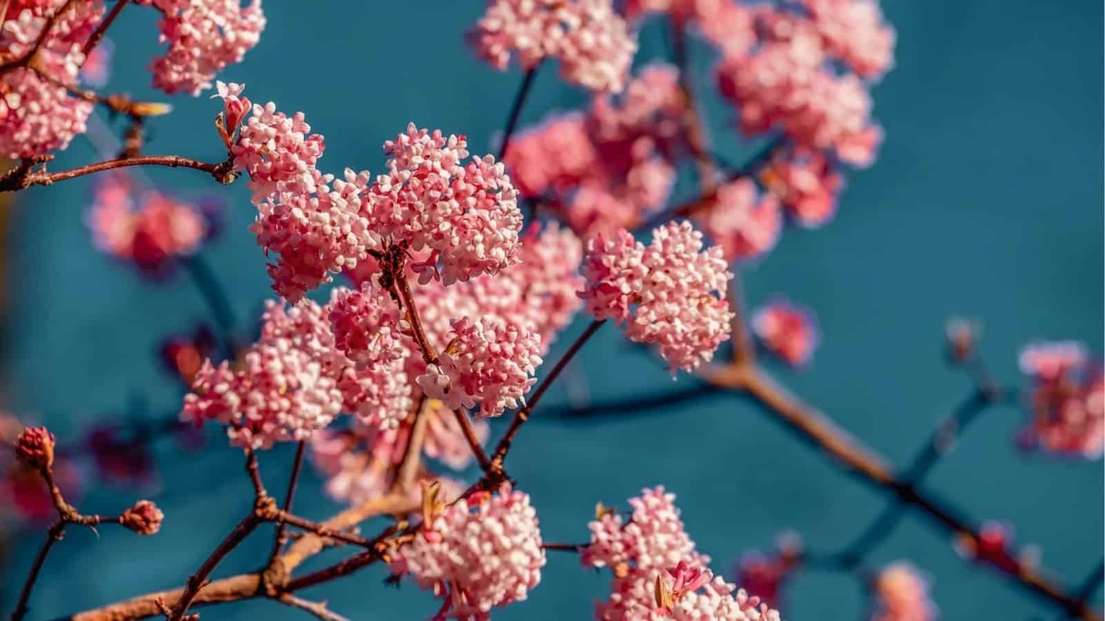 Clusters of pink flowers blooming on tree branches against a clear blue sky.