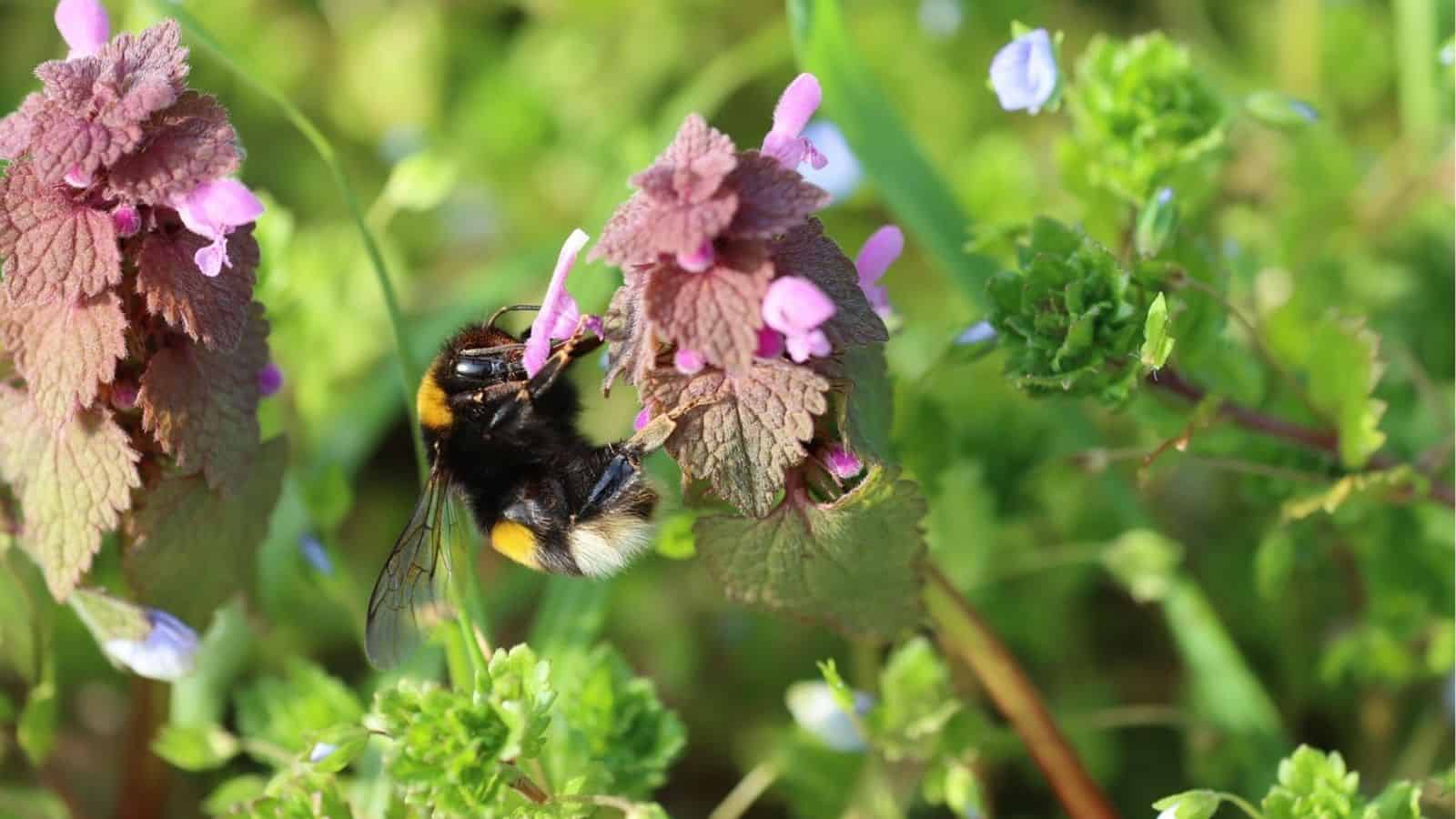 A bumblebee collects nectar from a cluster of purple and pink wildflowers surrounded by green foliage.