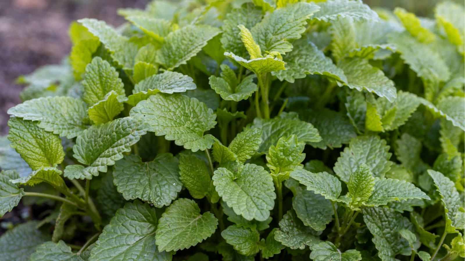 Cluster of vibrant green lemon balm leaves growing outdoors in a garden.