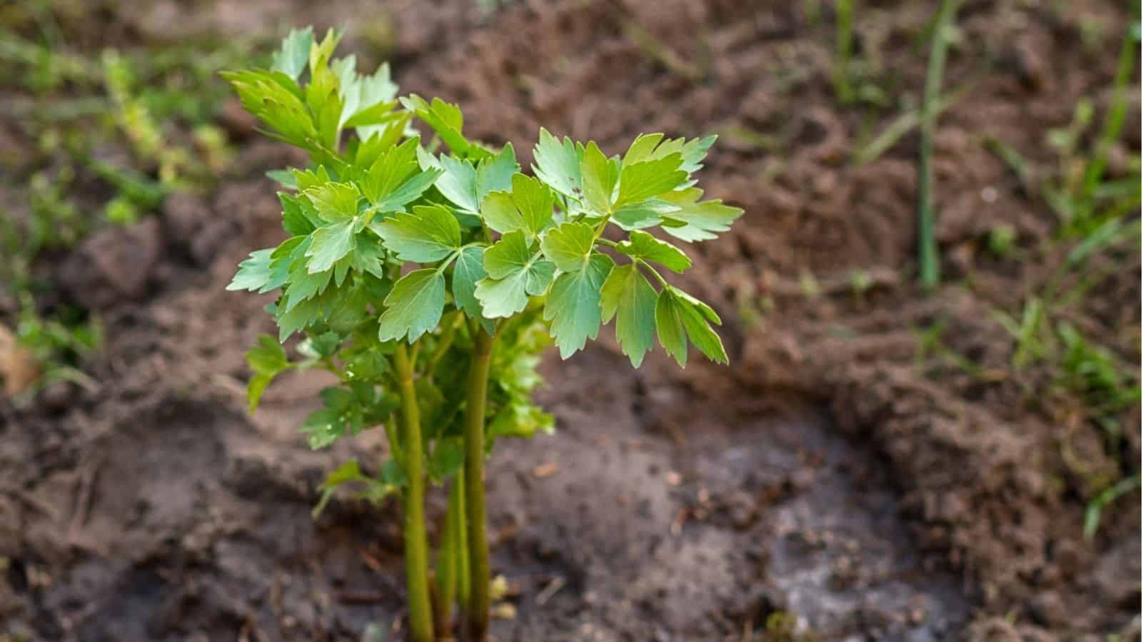 Young green plant with serrated leaves growing in moist soil in an outdoor garden.