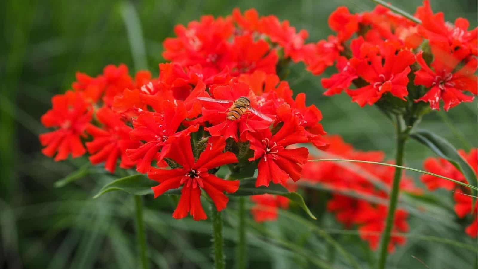 A bee is perched on a cluster of bright red flowers with green grass in the blurred background.