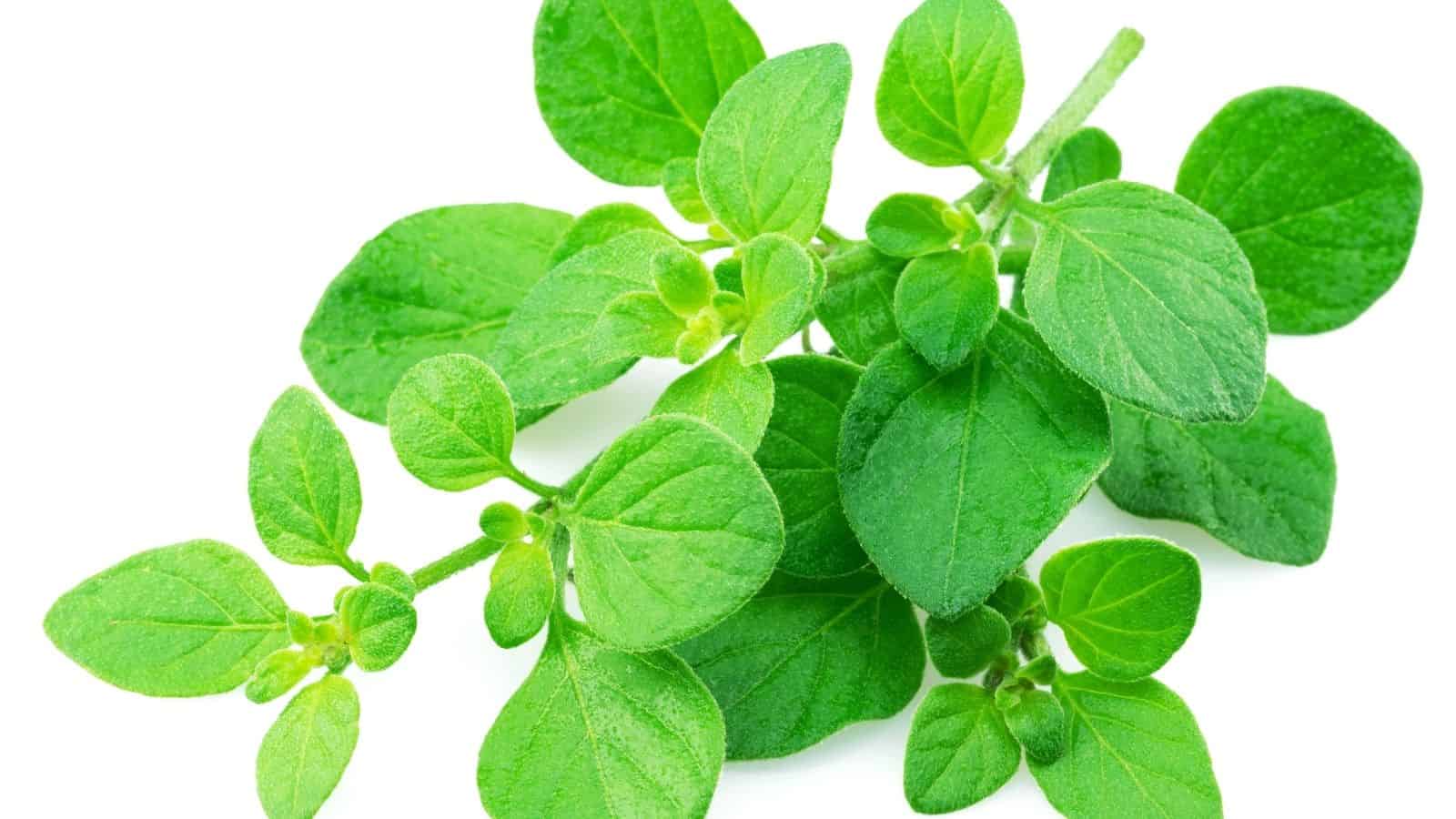 A sprig of fresh green oregano leaves on a white background.