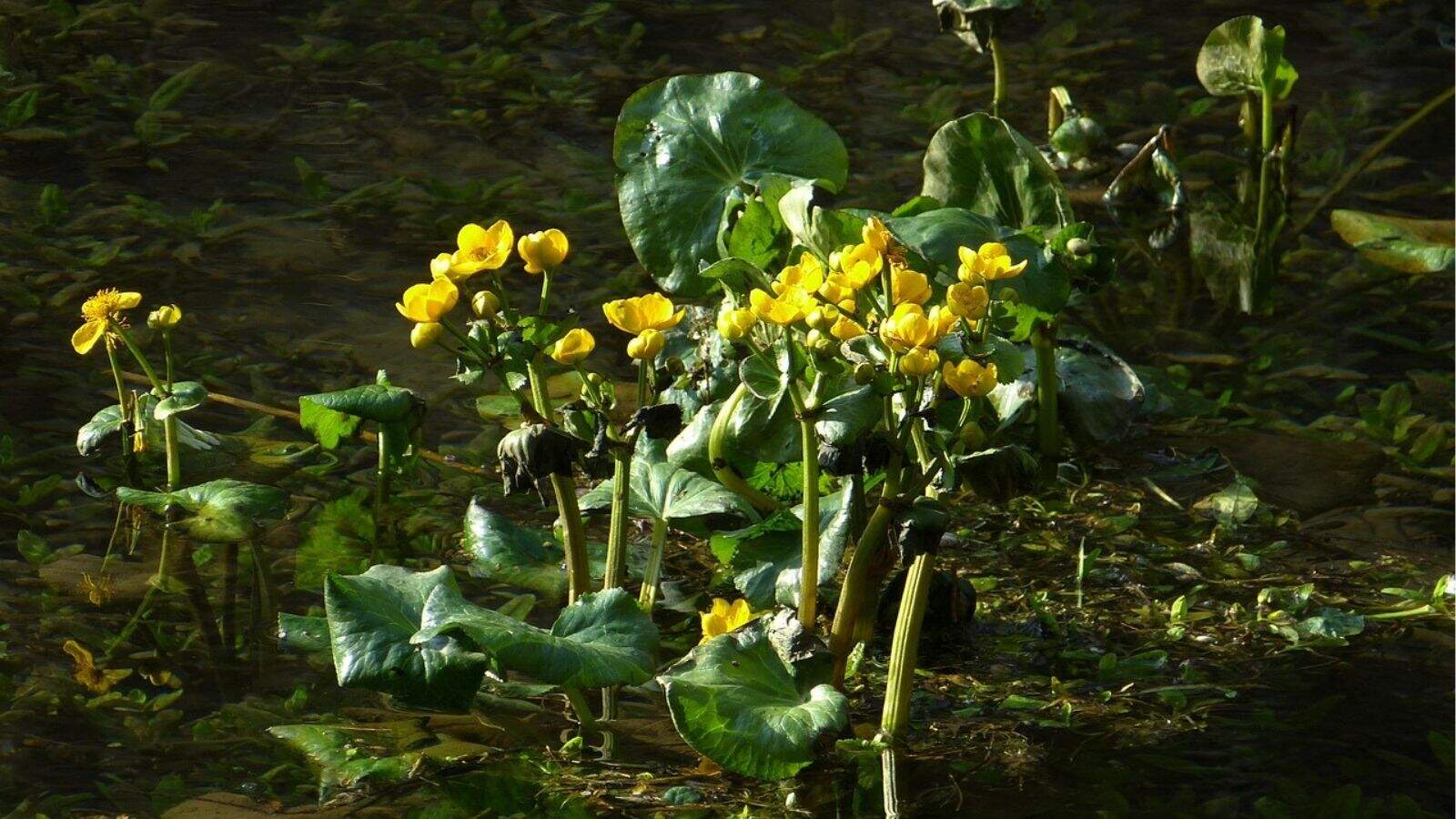 Bright yellow marsh marigold flowers and green leaves grow in a cluster, surrounded by water and aquatic vegetation.