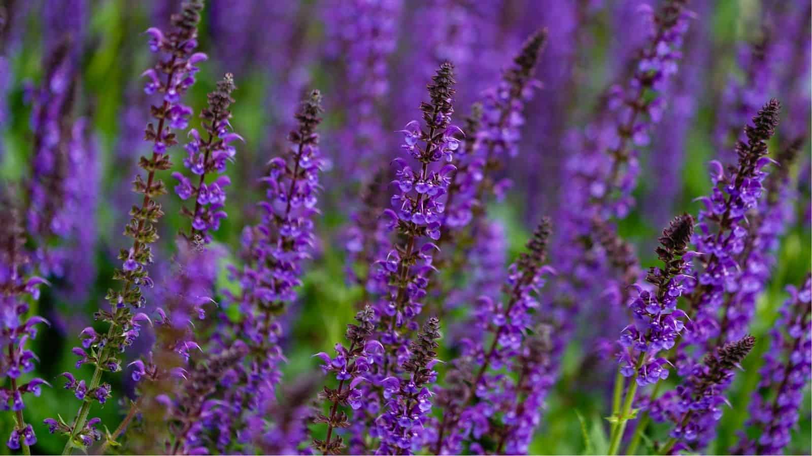 Close-up of a field of purple flowers in bloom, with tall, slender stems and densely packed blossoms.