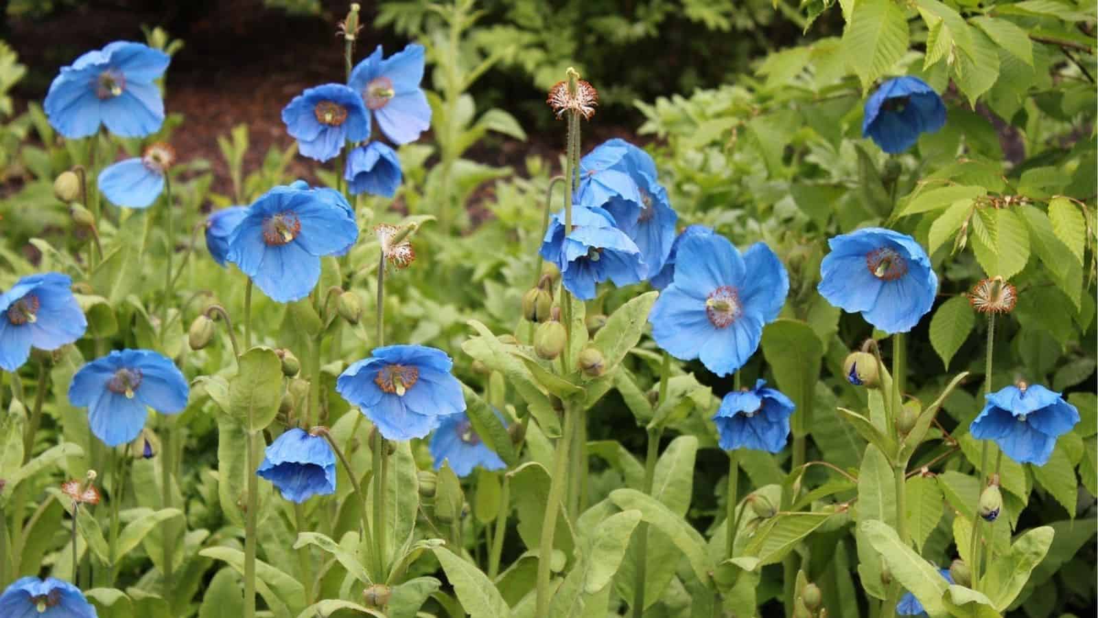 A cluster of blue poppy flowers with green stems and leaves growing outdoors among other greenery.