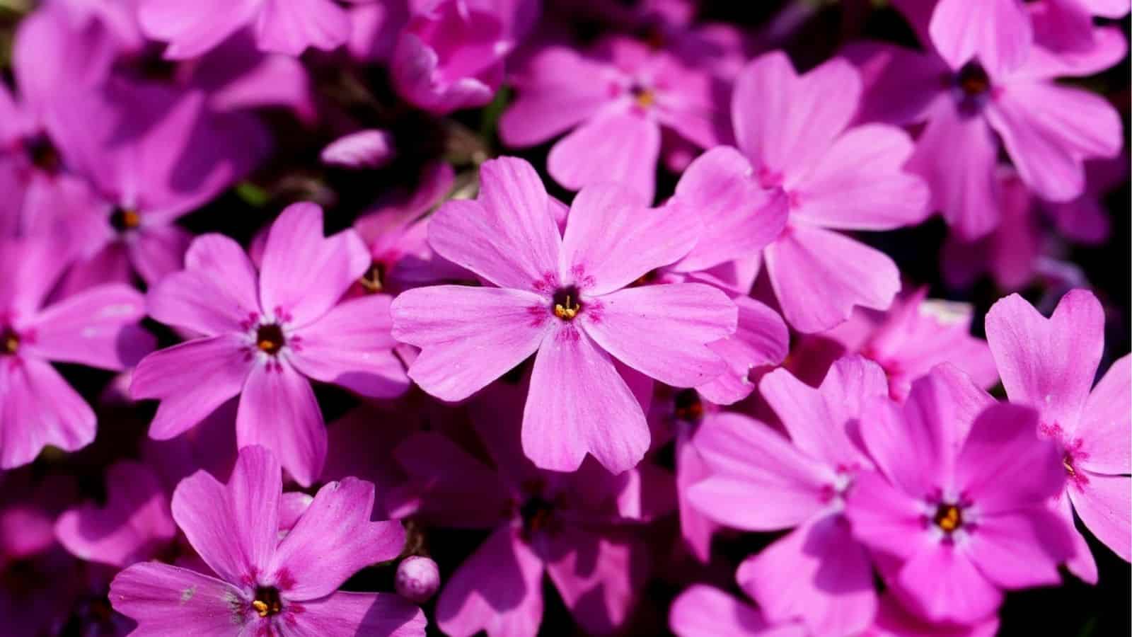 A close-up of several vibrant pink flowers with five petals each, blooming densely together.