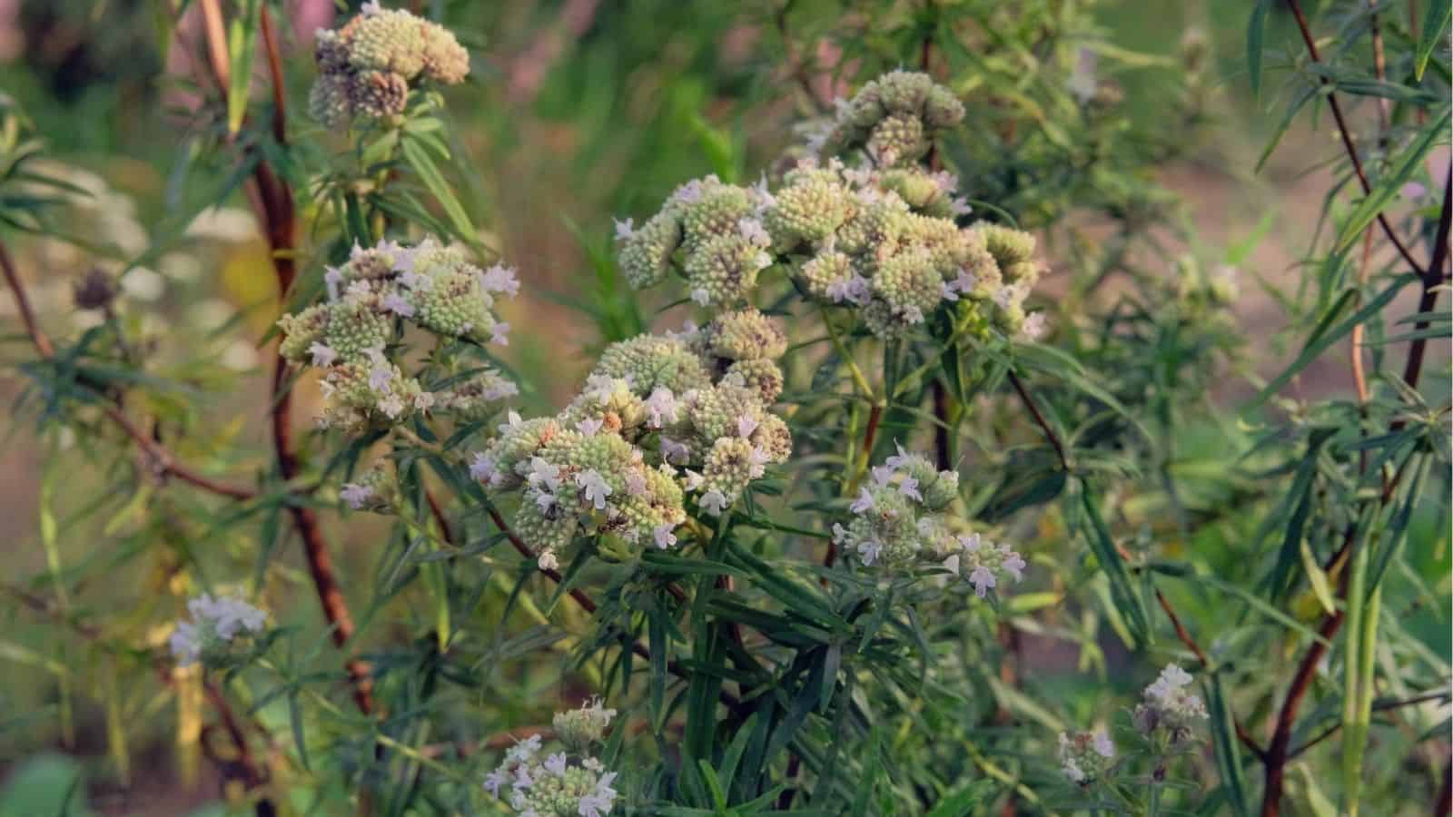 Clusters of pale greenish-white flowers with narrow, elongated leaves growing on tall stems in an outdoor garden setting.